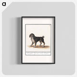 Dog - アンセルムス ボエティウス デ ブート Poster.