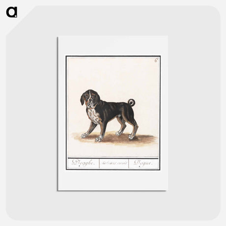 アートポストカード-Dog - アンセルムス ボエティウス デ ブート Postcard.