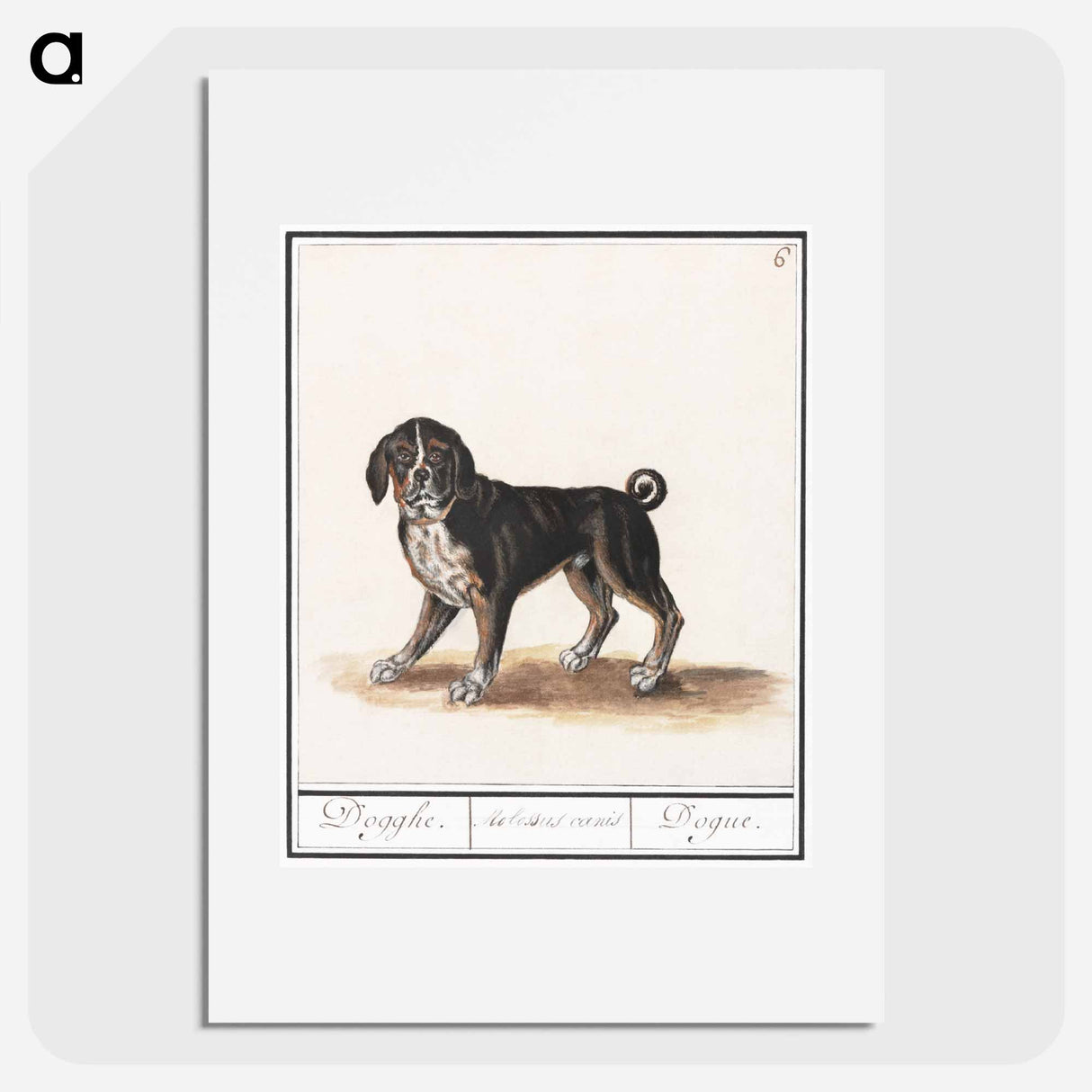 Dog - アンセルムス ボエティウス デ ブート Poster.