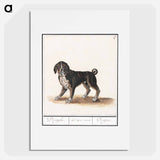 Dog - アンセルムス ボエティウス デ ブート Poster.