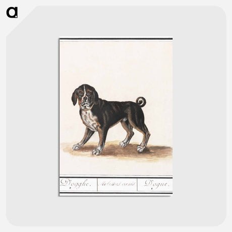 アートポストカード-Dog - アンセルムス ボエティウス デ ブート Postcard.
