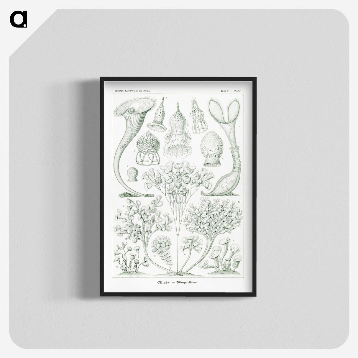 2-98_Ernst-Haeckel_blk-crop