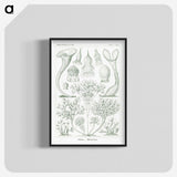 2-98_Ernst-Haeckel_blk-crop