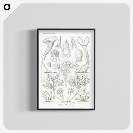 2-98_Ernst-Haeckel_blk-crop