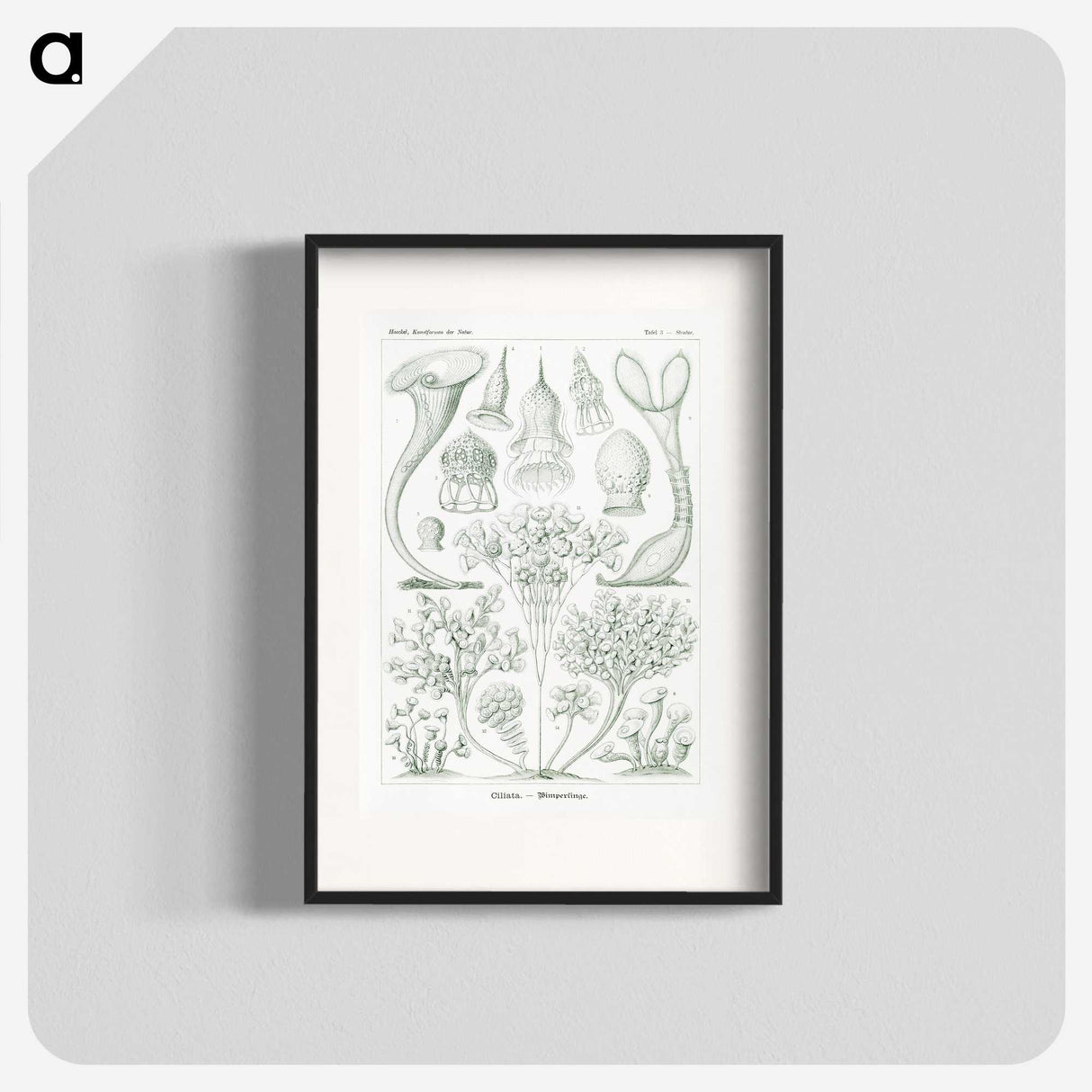 2-98_Ernst-Haeckel_blk