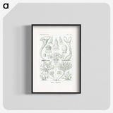 2-98_Ernst-Haeckel_blk