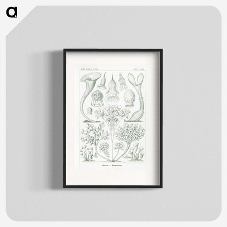 2-98_Ernst-Haeckel_blk