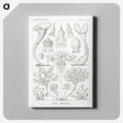 2-98_Ernst-Haeckel_canvas