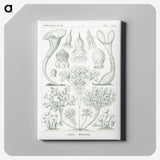 2-98_Ernst-Haeckel_canvas