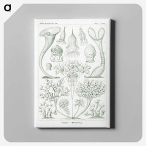 2-98_Ernst-Haeckel_canvas