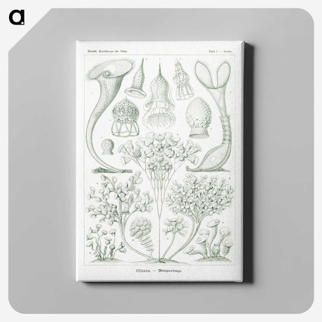 2-98_Ernst-Haeckel_canvas