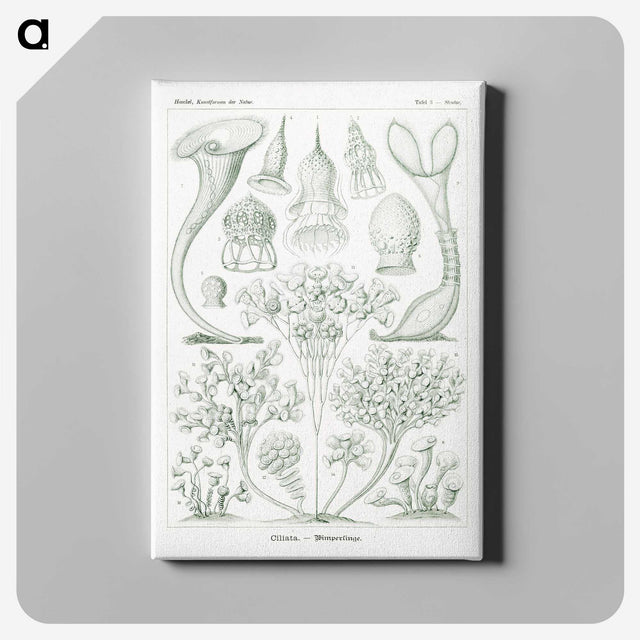 2-98_Ernst-Haeckel_canvas