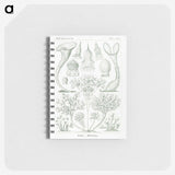 2-98_Ernst-Haeckel_memo