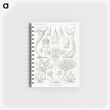 2-98_Ernst-Haeckel_memo