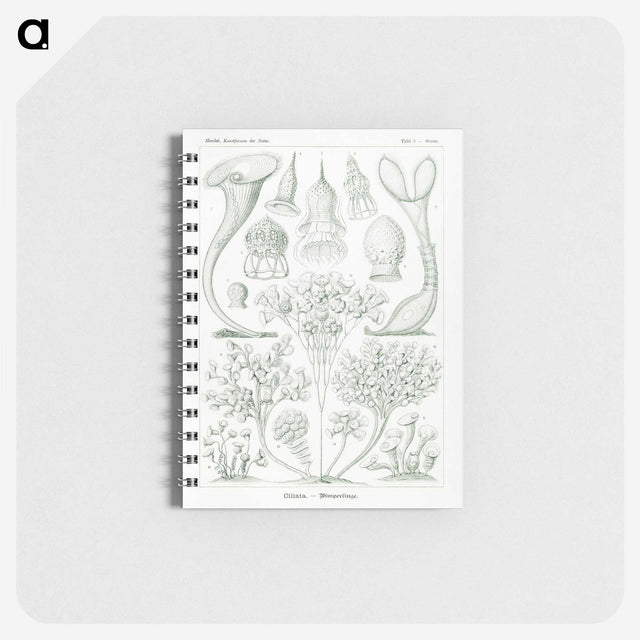 2-98_Ernst-Haeckel_memo