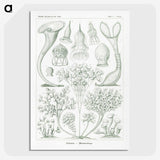 2-98_Ernst-Haeckel_picture-crop