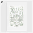 2-98_Ernst-Haeckel_picture