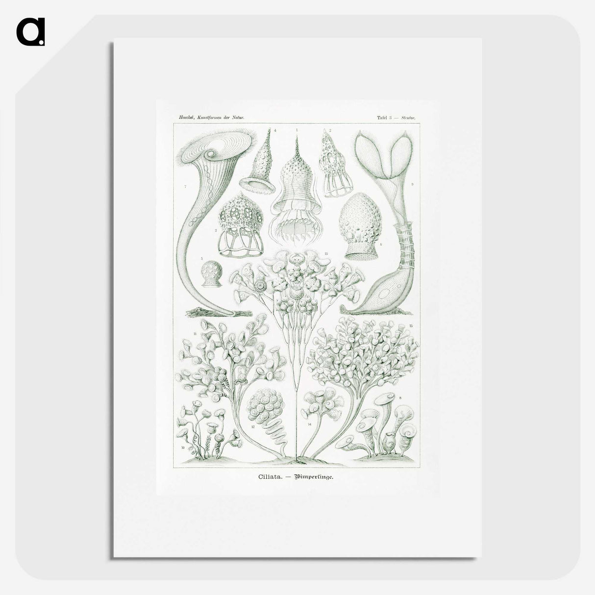 2-98_Ernst-Haeckel_picture
