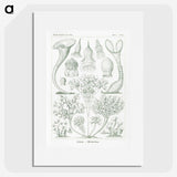 2-98_Ernst-Haeckel_picture