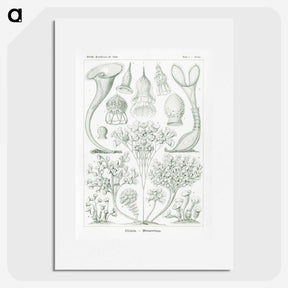 2-98_Ernst-Haeckel_picture