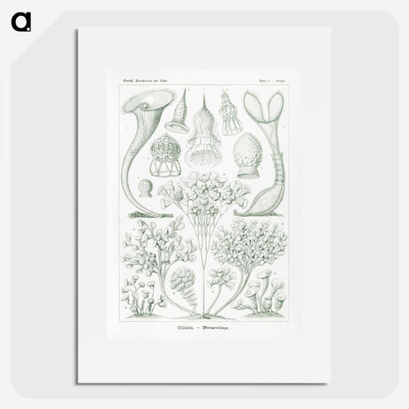2-98_Ernst-Haeckel_picture