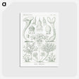 2-98_Ernst-Haeckel_postcard