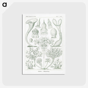 2-98_Ernst-Haeckel_postcard
