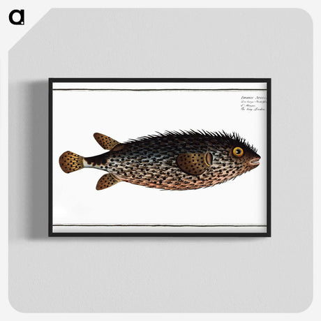 2-98_Ichtyologie-ou-Histoire-naturelle_blk-crop