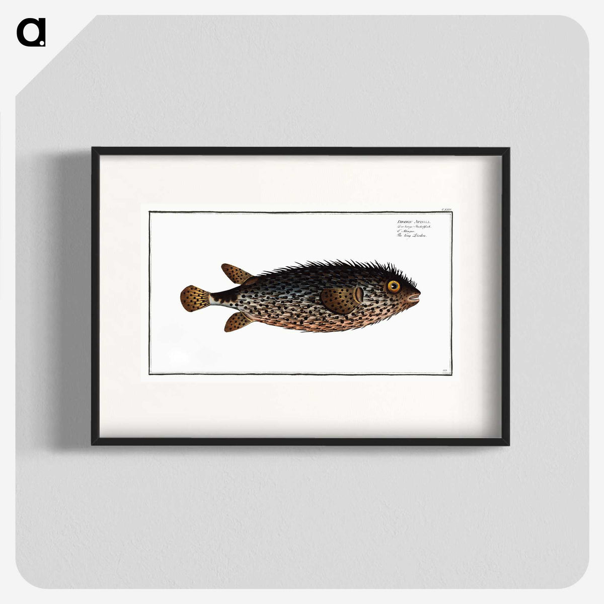 2-98_Ichtyologie-ou-Histoire-naturelle_blk