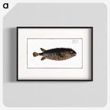 2-98_Ichtyologie-ou-Histoire-naturelle_blk