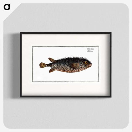 2-98_Ichtyologie-ou-Histoire-naturelle_blk
