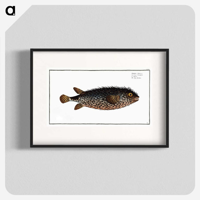 2-98_Ichtyologie-ou-Histoire-naturelle_blk