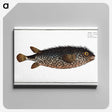 2-98_Ichtyologie-ou-Histoire-naturelle_canvas