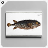 2-98_Ichtyologie-ou-Histoire-naturelle_canvas