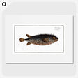 2-98_Ichtyologie-ou-Histoire-naturelle_picture