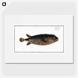 2-98_Ichtyologie-ou-Histoire-naturelle_picture