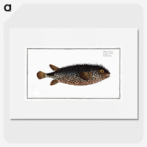 2-98_Ichtyologie-ou-Histoire-naturelle_picture