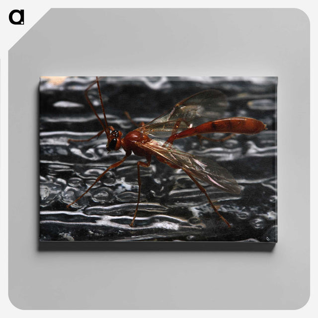 2-98_Insects-Unlocked-Project_canvas