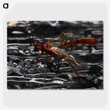 2-98_Insects-Unlocked-Project_picture-crop
