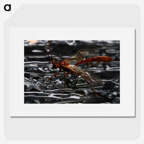 2-98_Insects-Unlocked-Project_picture