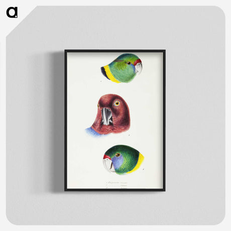 2-98_John-Gould_blk-crop