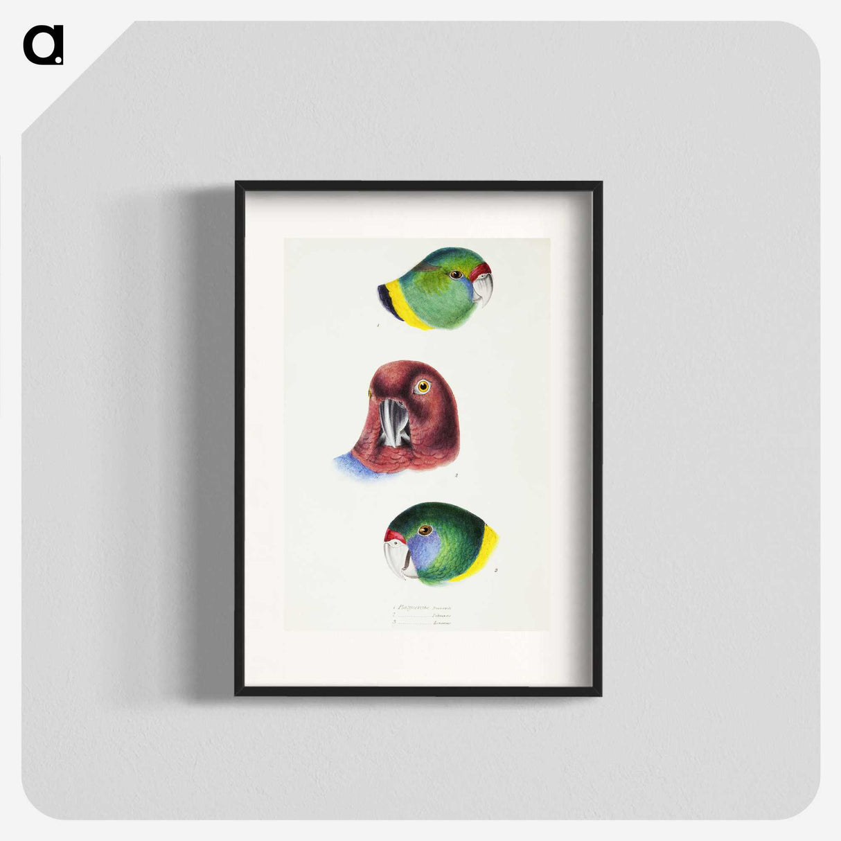 2-98_John-Gould_blk