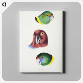 2-98_John-Gould_canvas