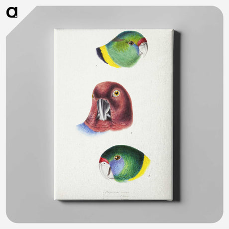 2-98_John-Gould_canvas