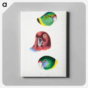 アートパネル-Australian Parrots
 - ジョン グールド Canvas.