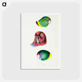 アートポストカード-Australian Parrots
 - ジョン グールド Postcard.
