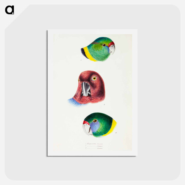 アートポストカード-Australian Parrots
 - ジョン グールド Postcard.