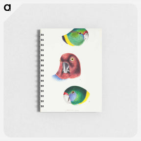 アートメモ帳-Australian Parrots
 - ジョン グールド Memo.