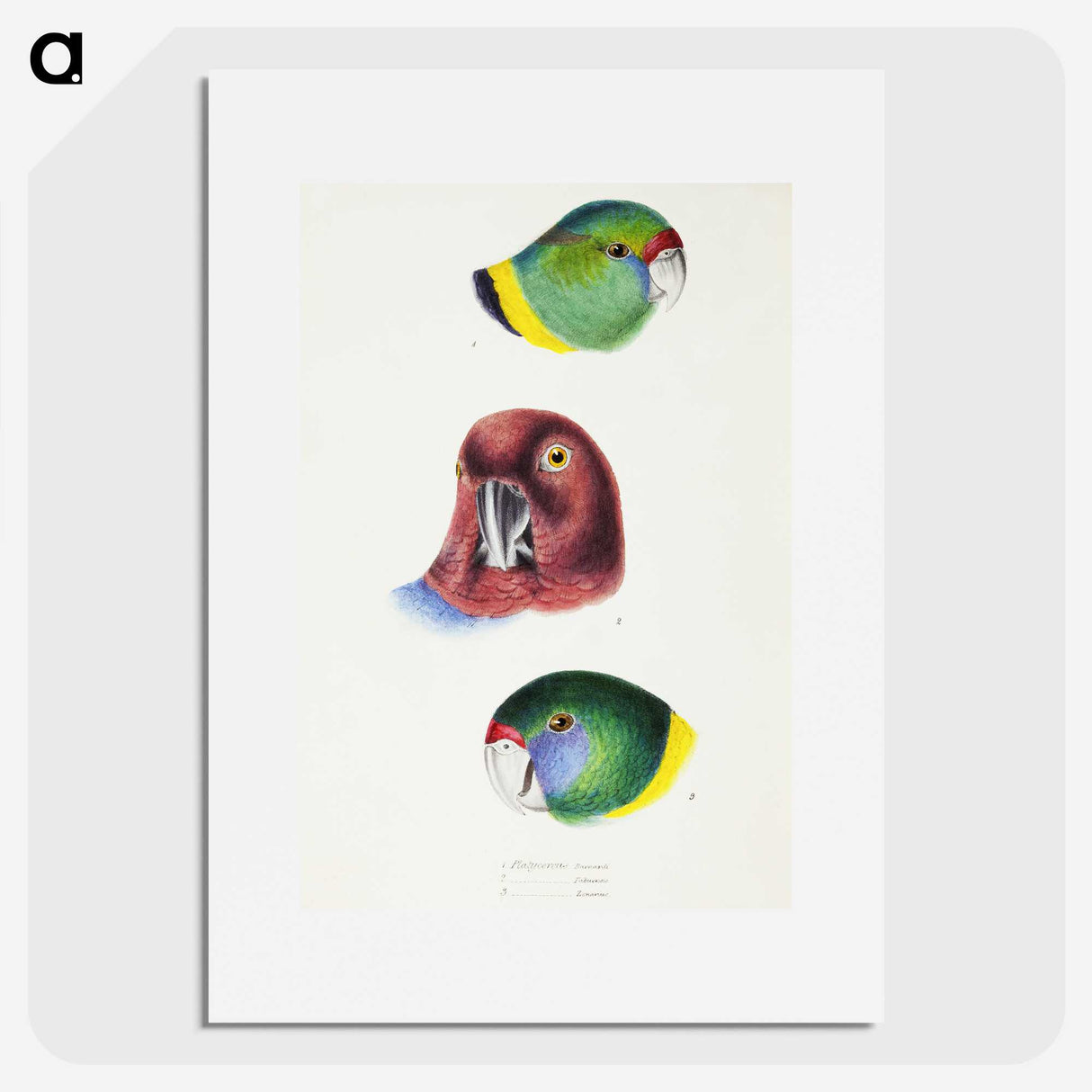2-98_John-Gould_picture
