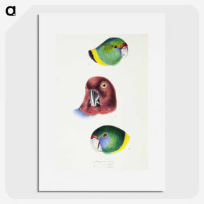 2-98_John-Gould_picture